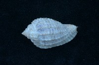 藏品(楊桃螺)的圖片